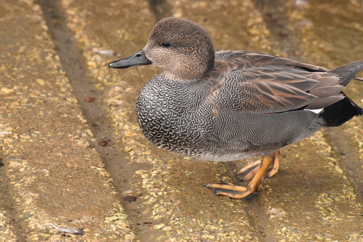 Gadwall - ML614886727