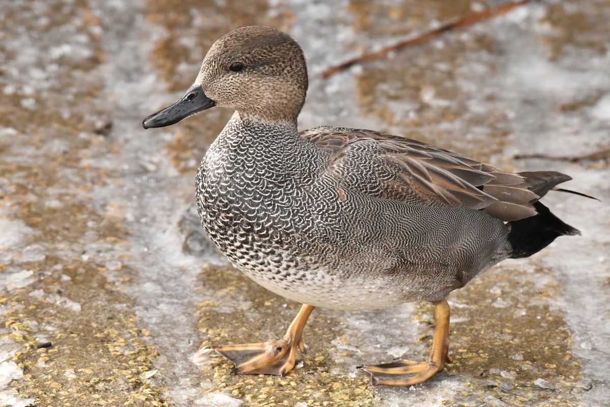 Серая утка - ML614886728