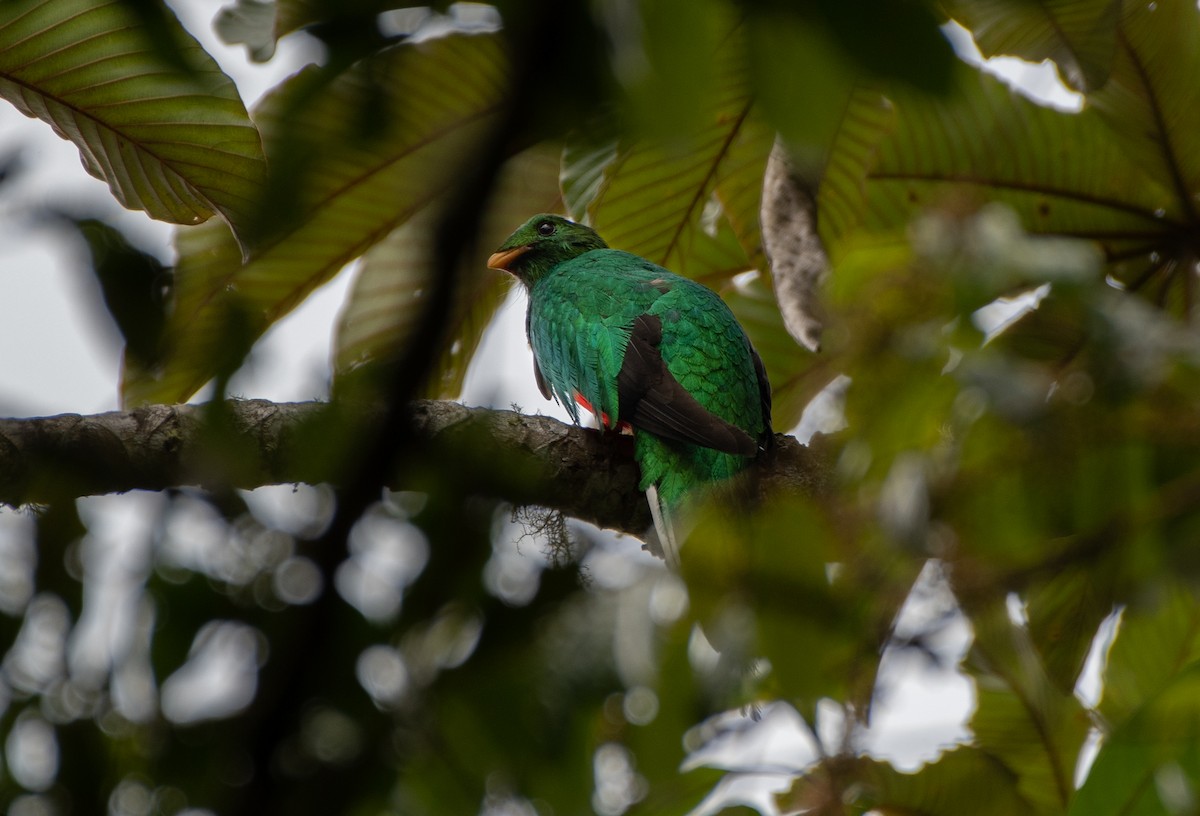 White-tipped Quetzal - ML614886747