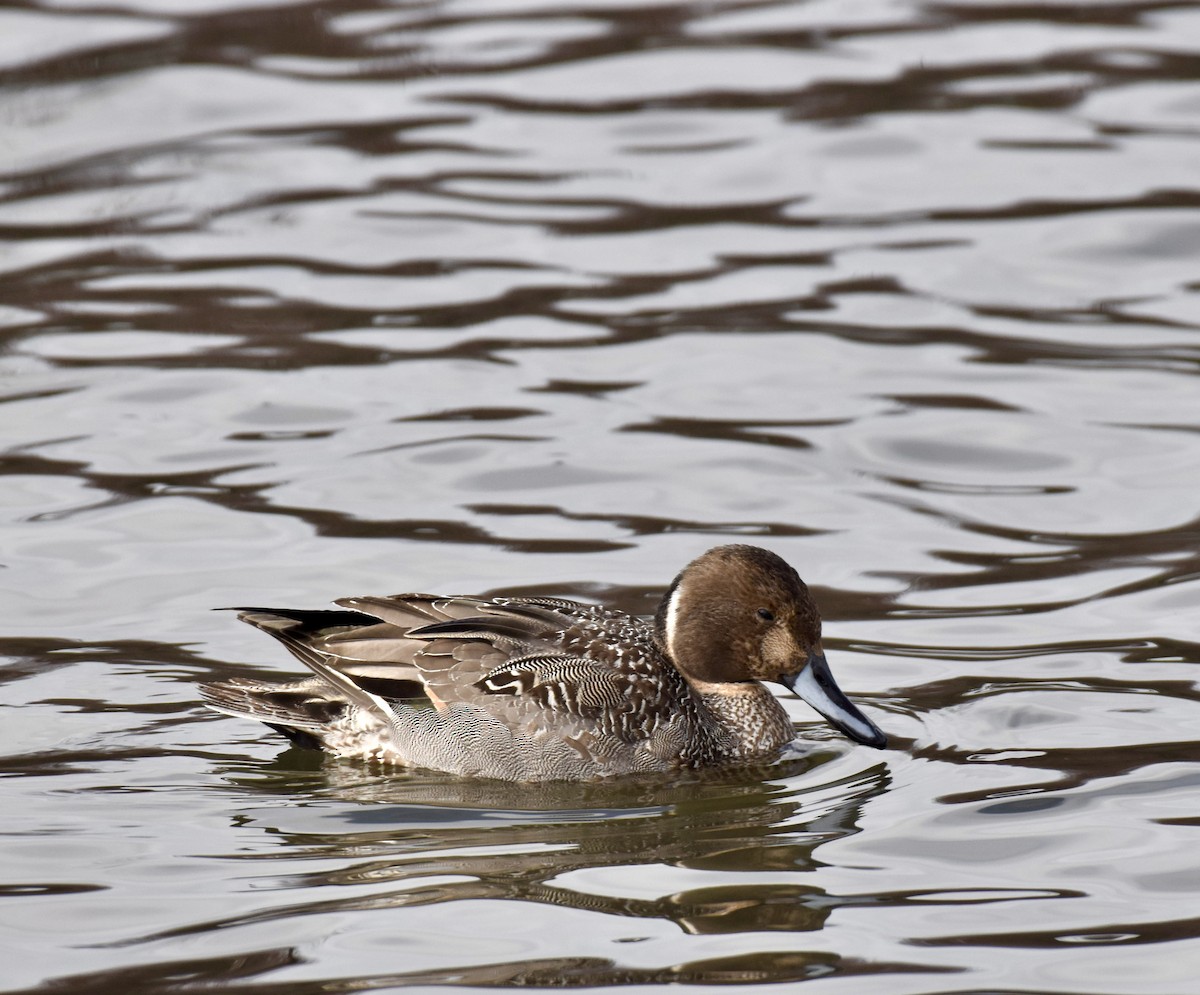 Northern Pintail - ML614886773