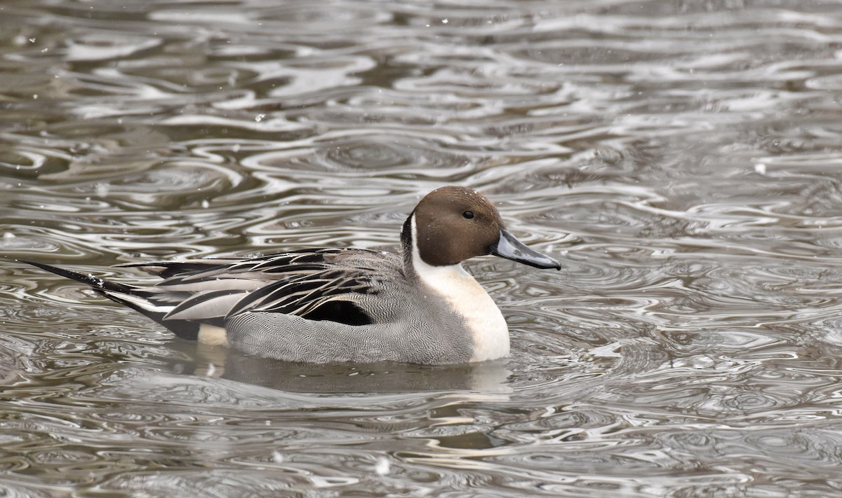 Шилохвость - ML614886774