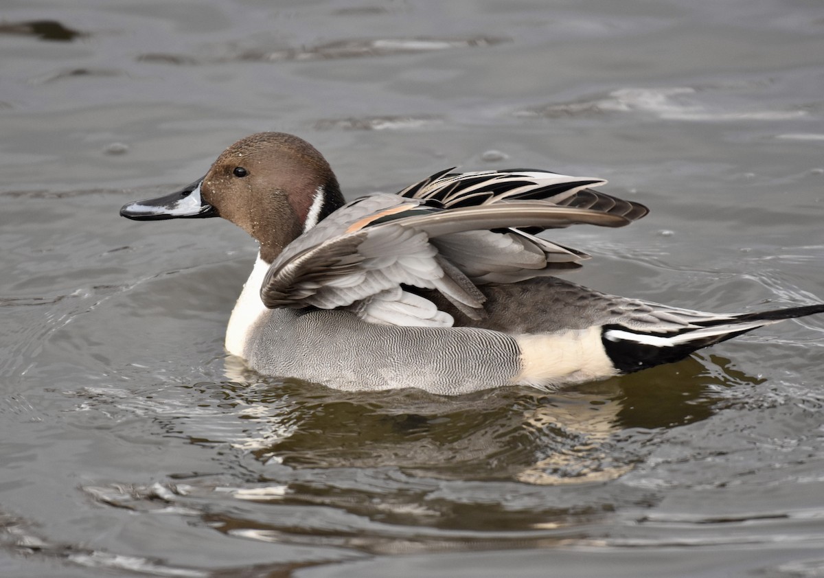 Northern Pintail - ML614886775