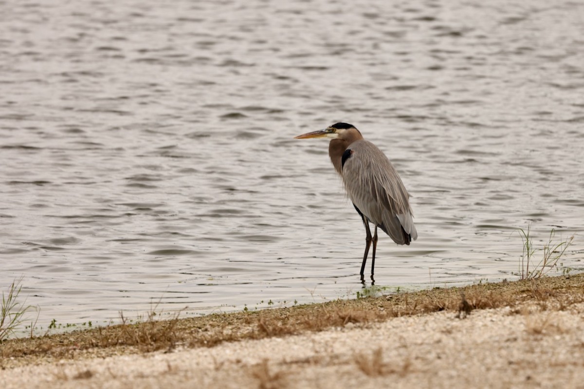 Great Blue Heron - ML614886781