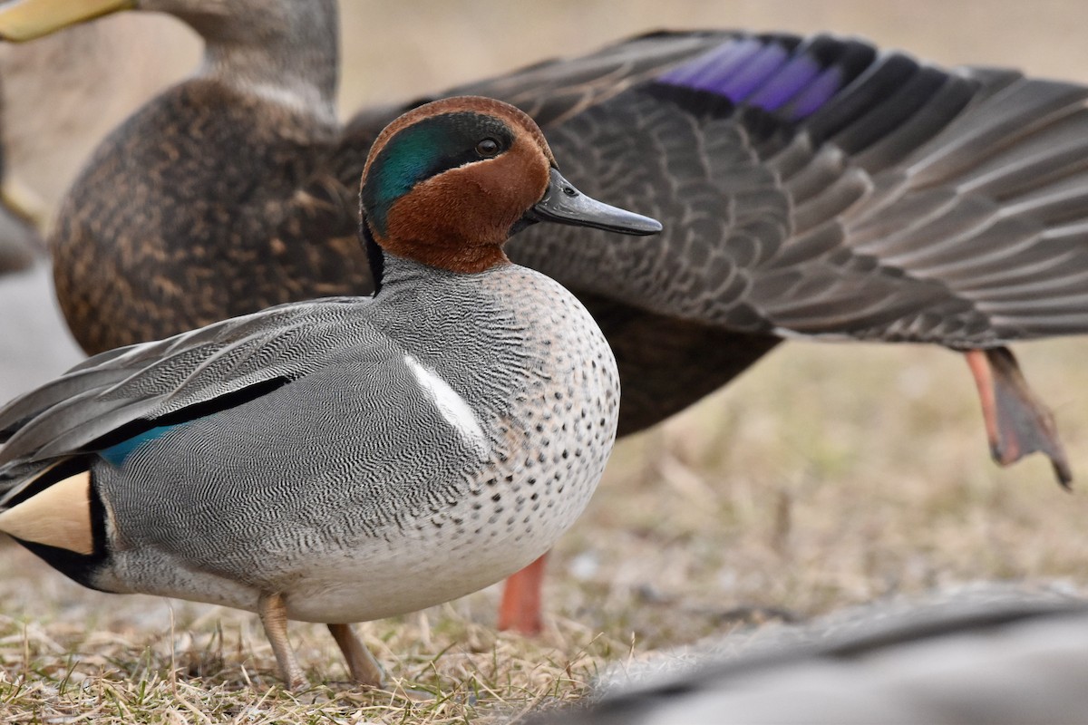 Green-winged Teal - ML614886816