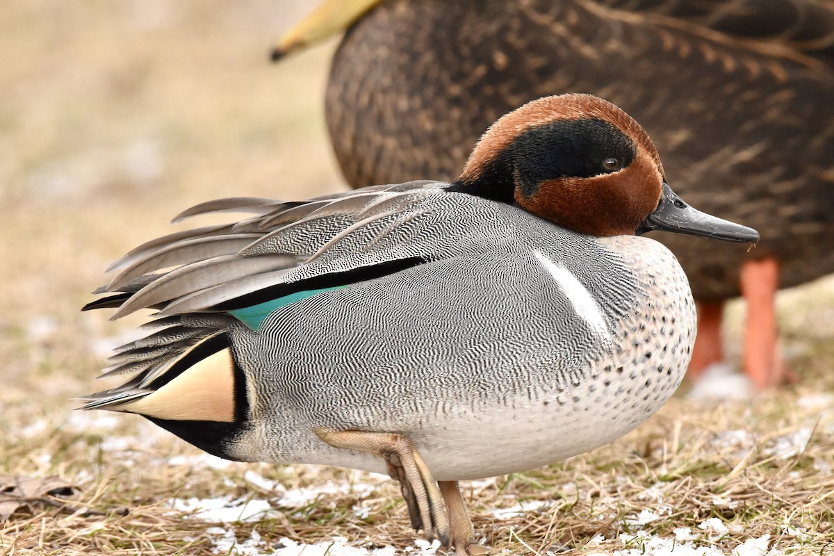 Green-winged Teal - ML614886817