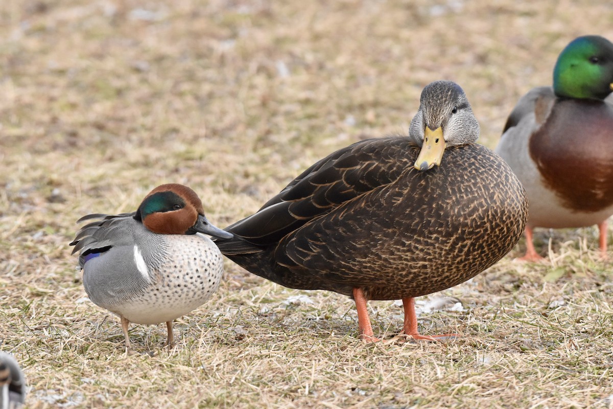 Green-winged Teal - ML614886818