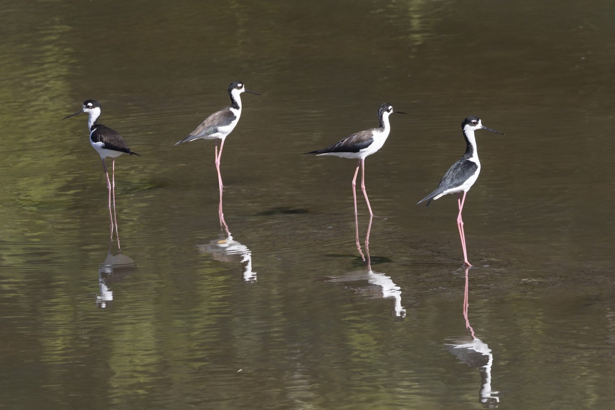 Black-necked Stilt - ML614886861