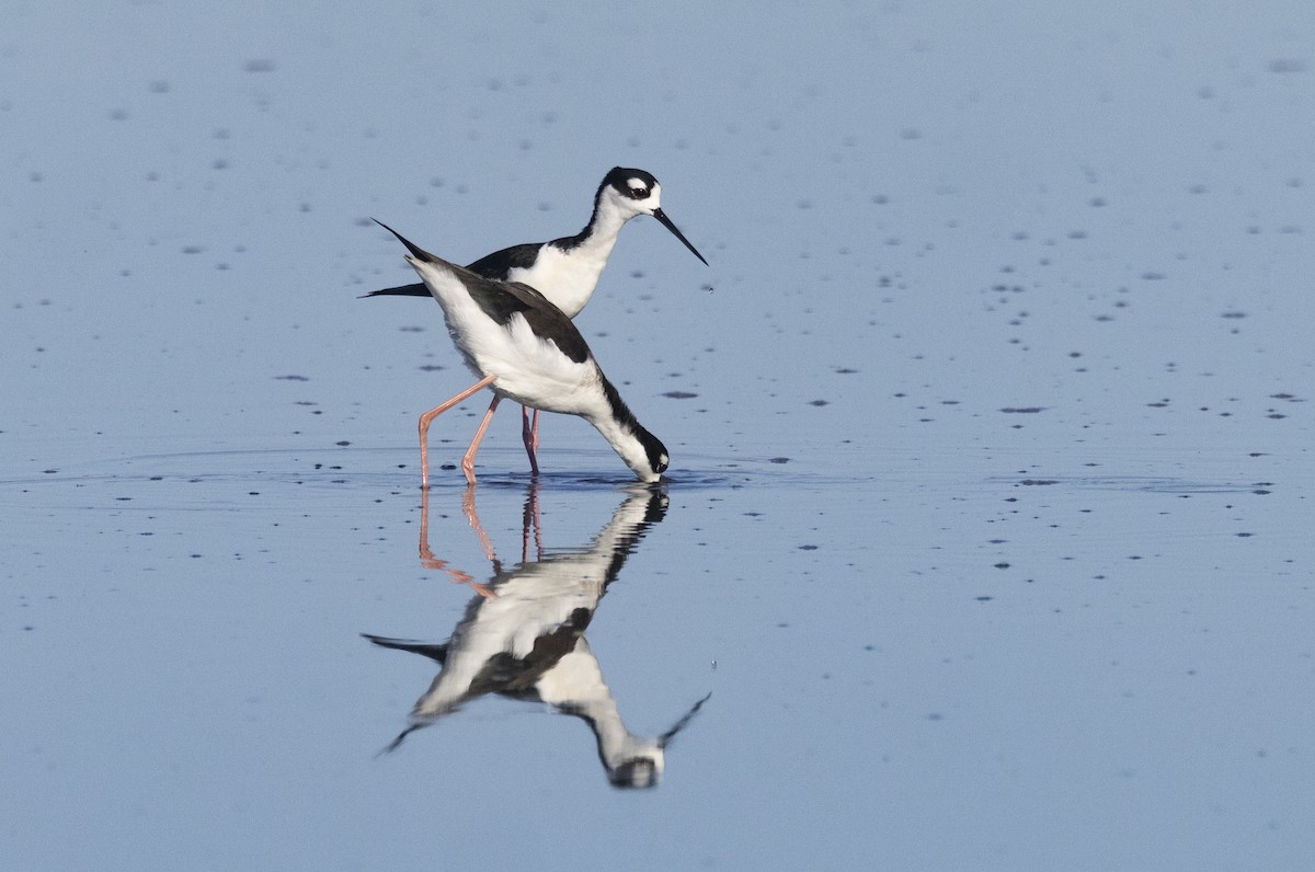 Black-necked Stilt - ML614886862