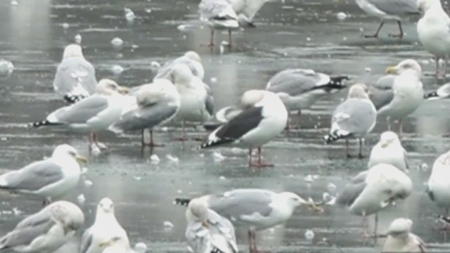 Slaty-backed Gull - ML614886868