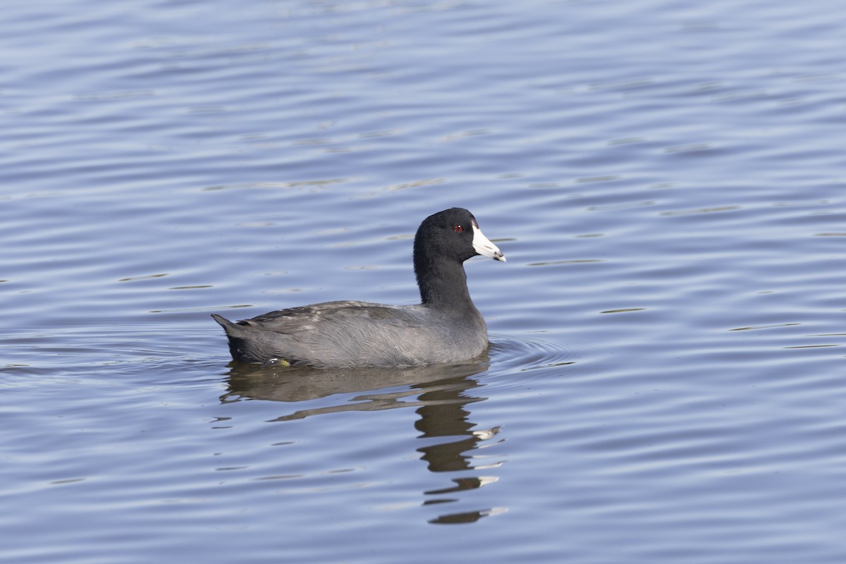 American Coot - ML614886869