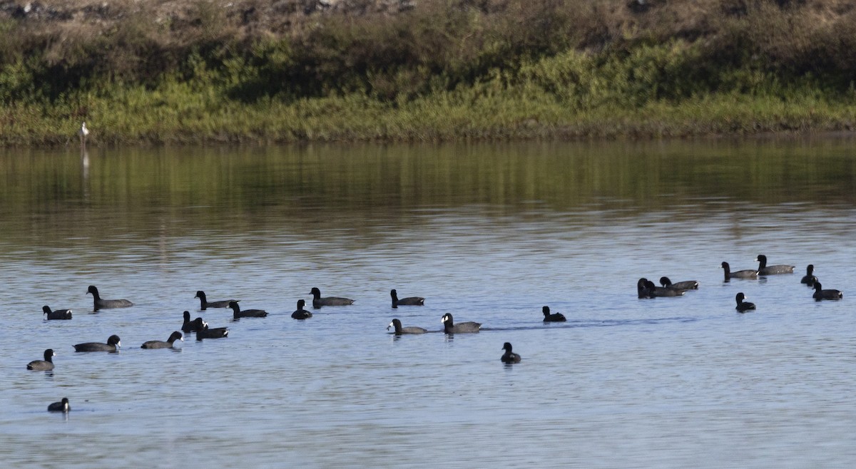 American Coot - ML614886873