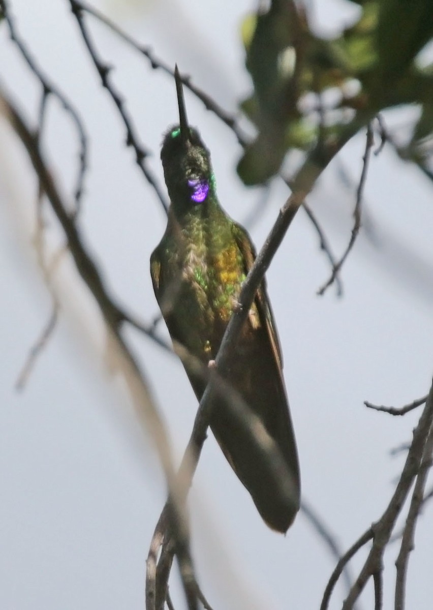 Perijákolibri - ML614886887