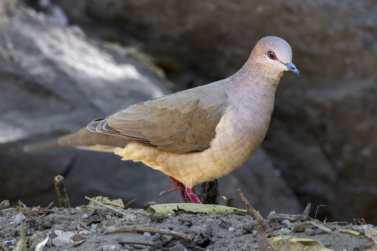 White-tipped Dove - ML614886898