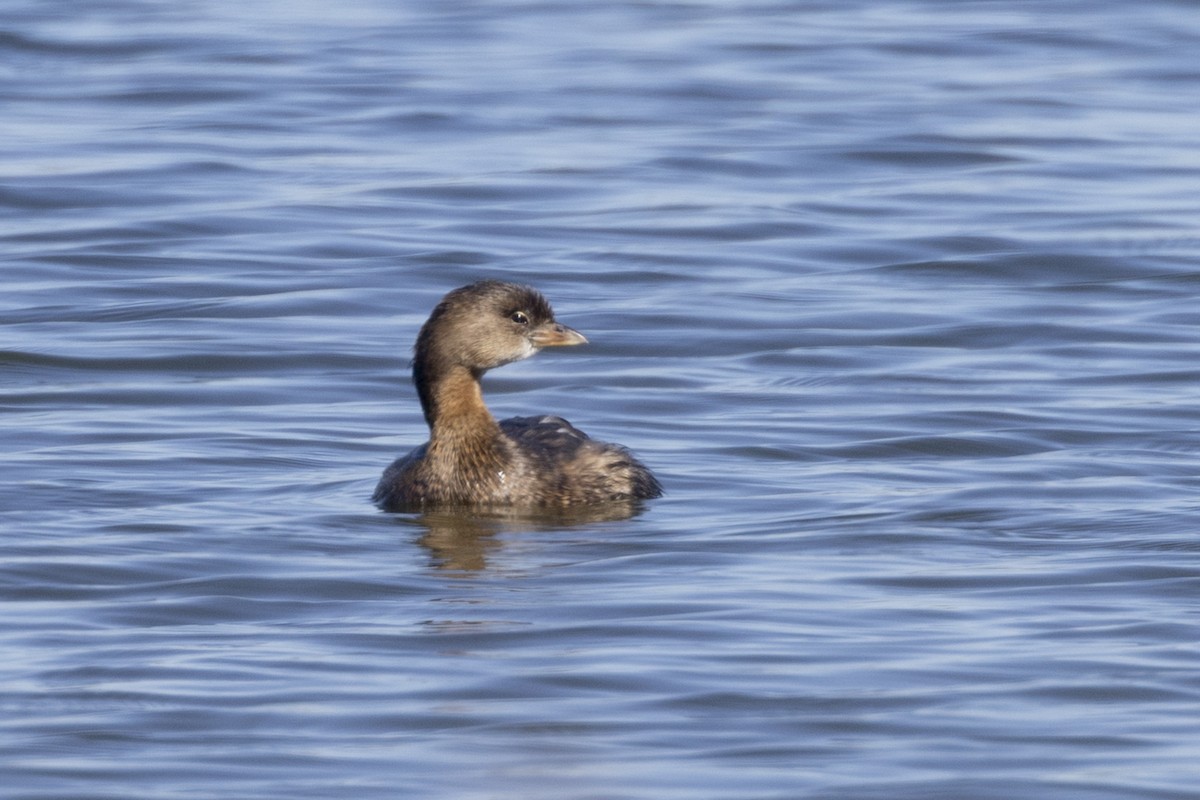 Pied-billed Grebe - ML614886902