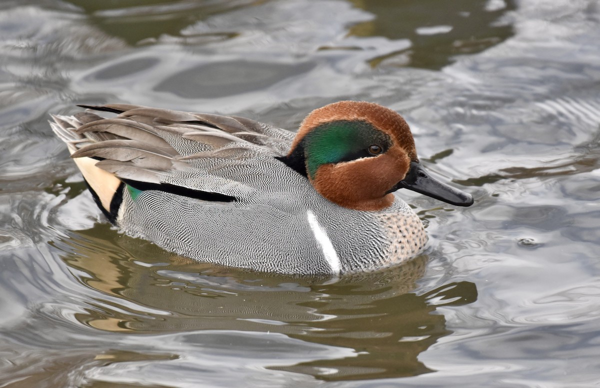 Green-winged Teal - ML614886914