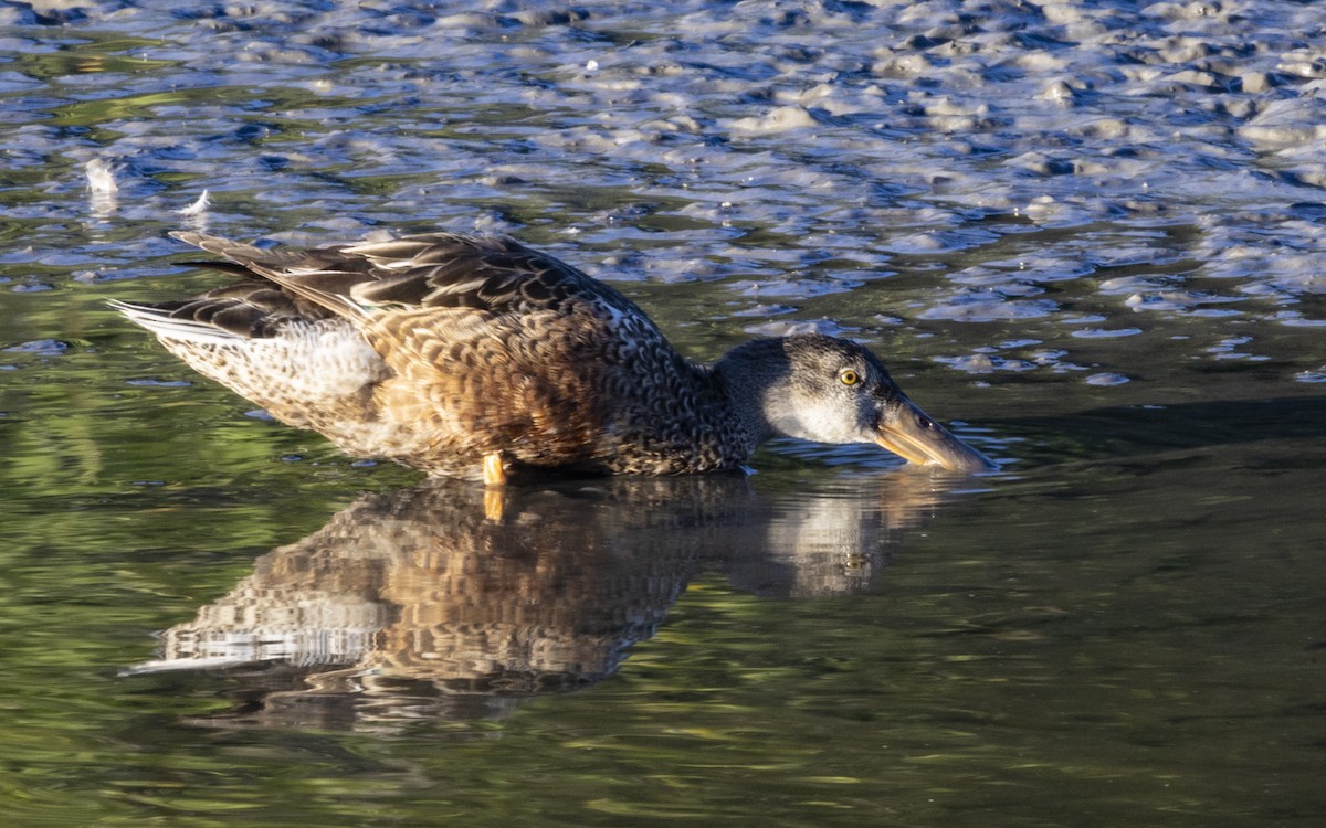 Canard souchet - ML614886933