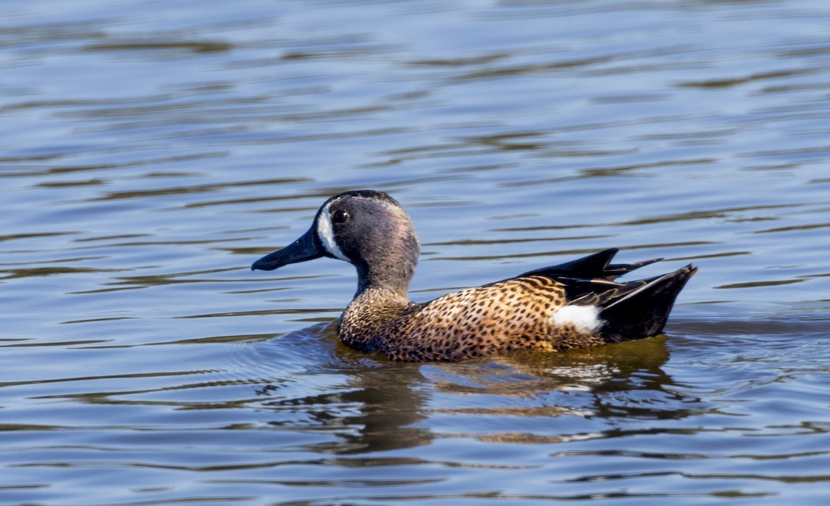 Blue-winged Teal - ML614886948