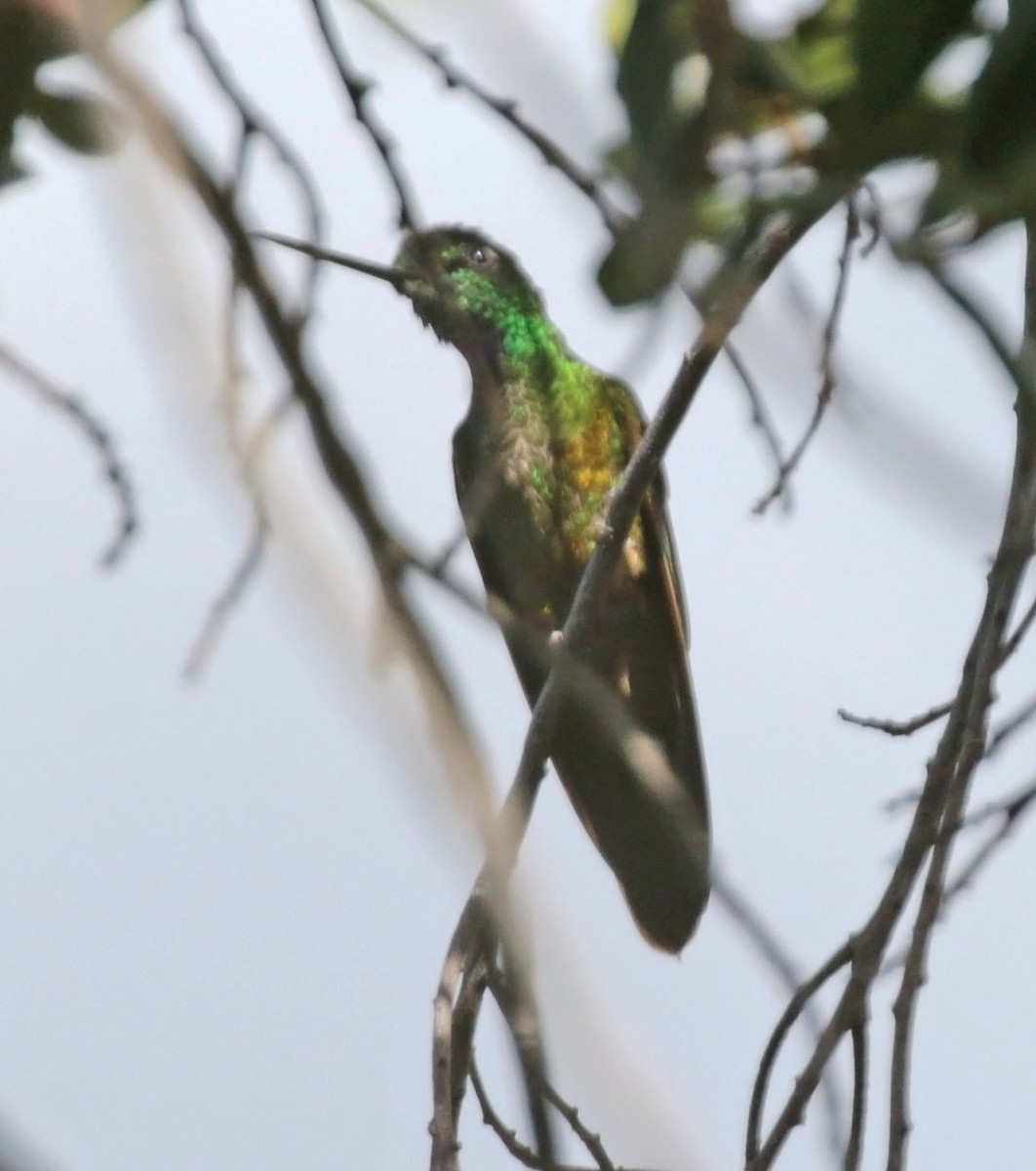 Perijákolibri - ML614887005