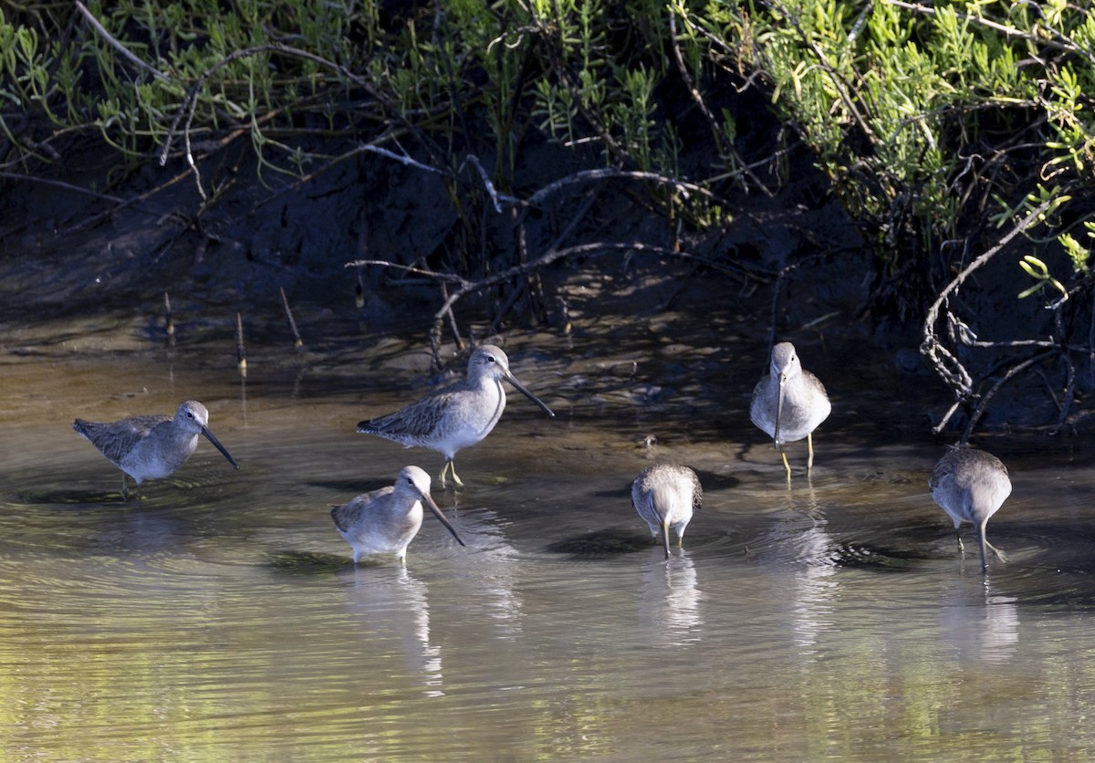 Long-billed Dowitcher - ML614887017