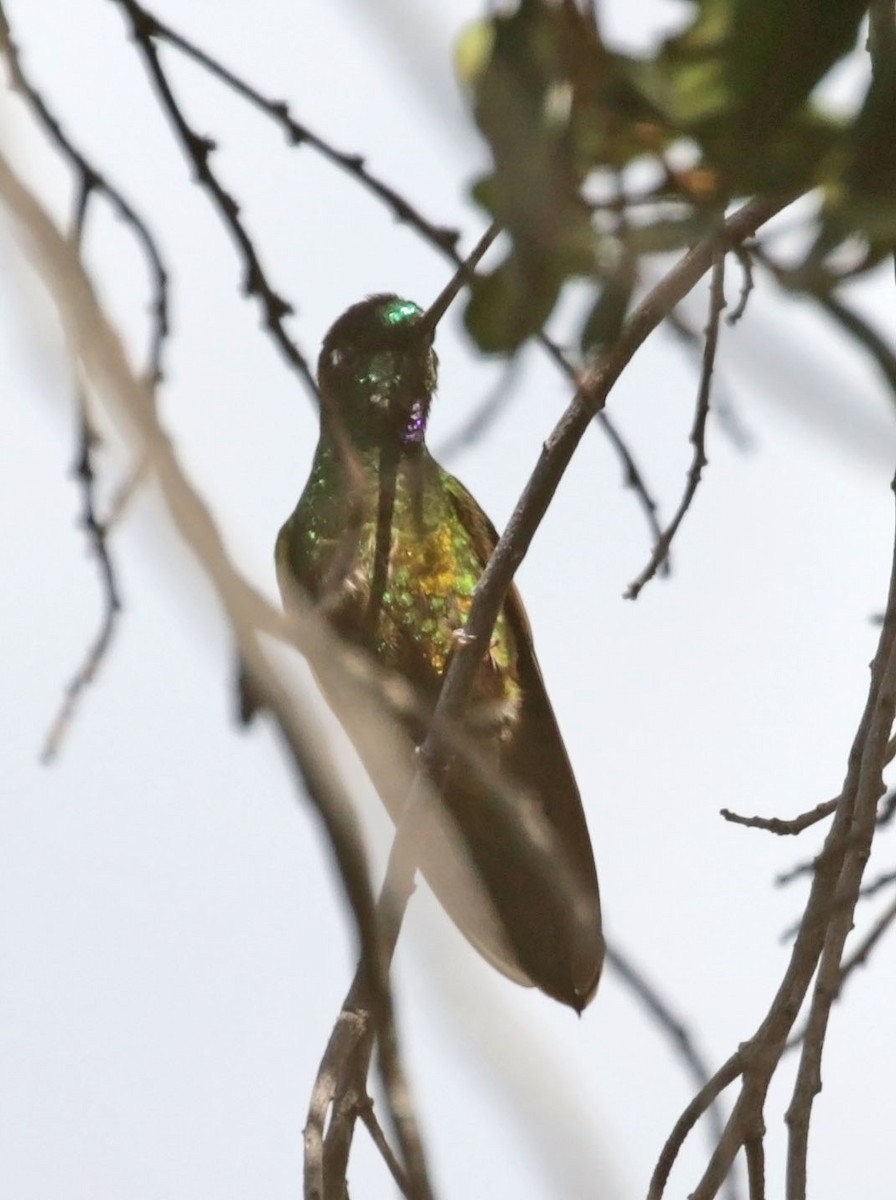 Perijákolibri - ML614887094