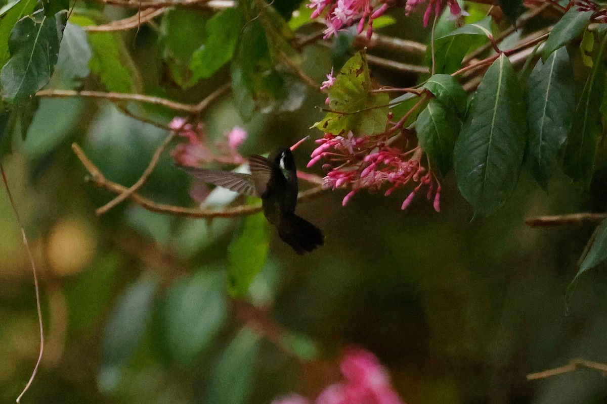 White-eared Hummingbird - ML614887106