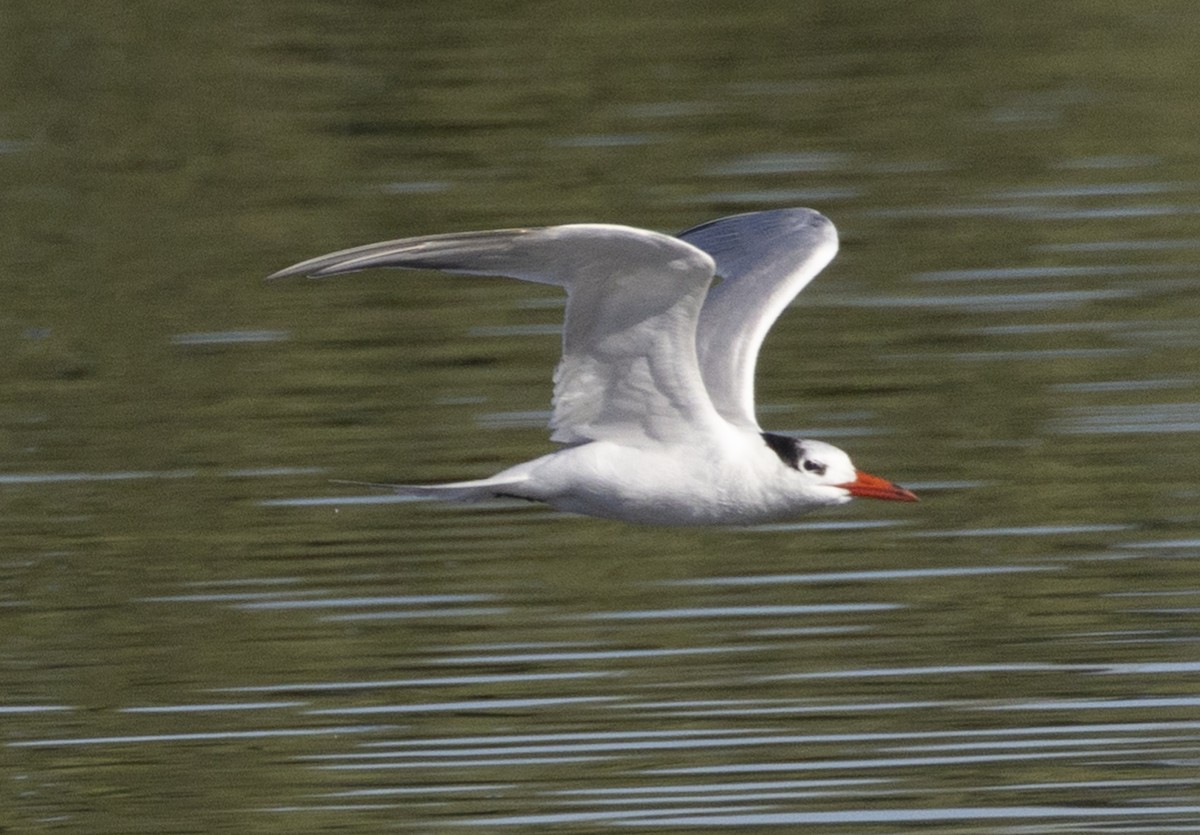 Royal Tern - ML614887108