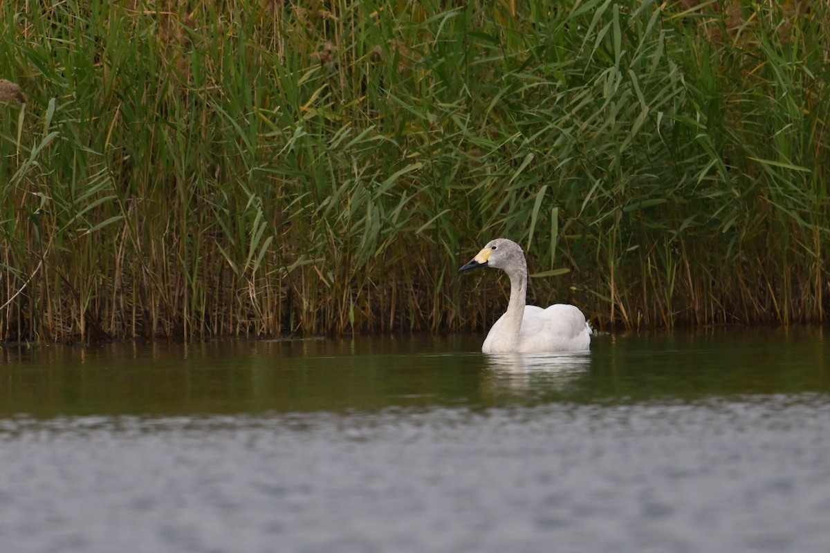 Cisne Chico - ML614887159