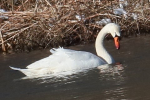 Mute Swan - michael vedder