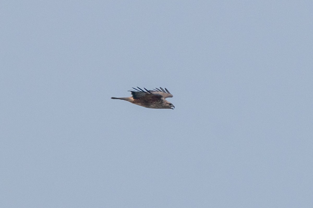 Buse variable - ML614887162