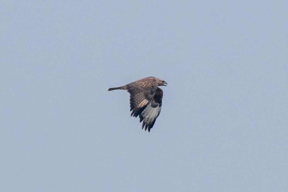 Buse variable - ML614887163