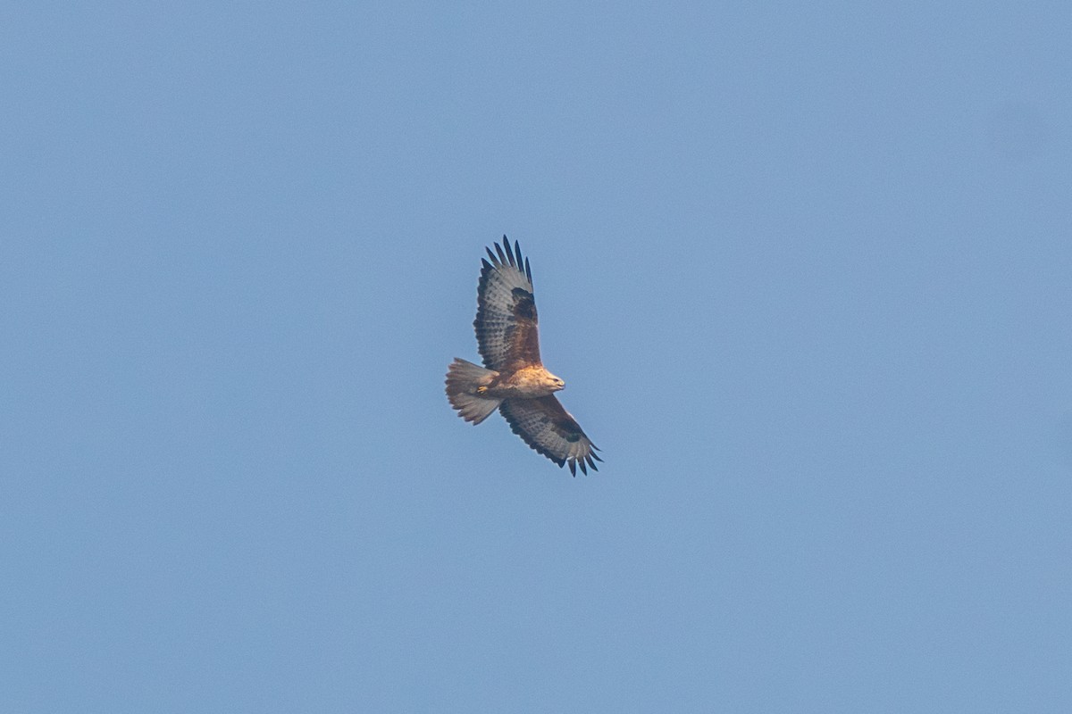 Buse variable - ML614887164