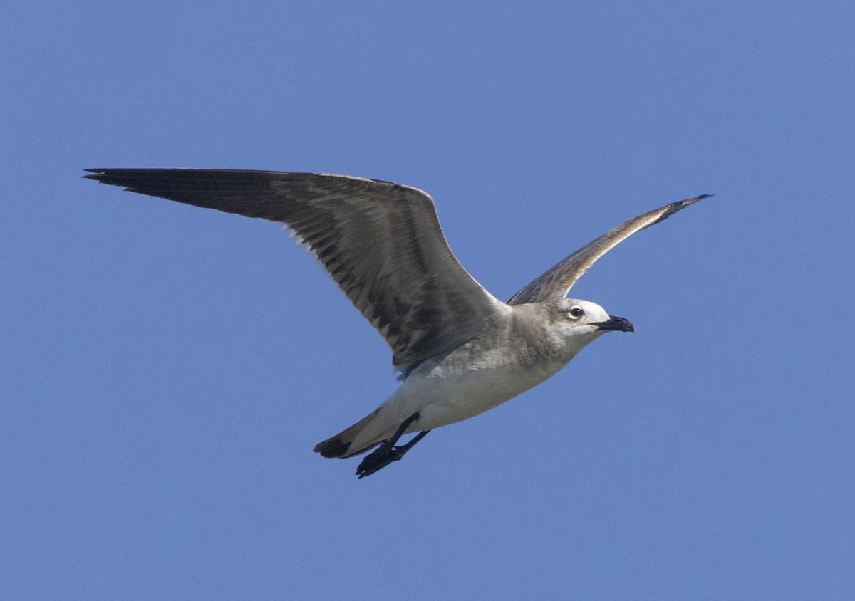 Laughing Gull - ML614887172