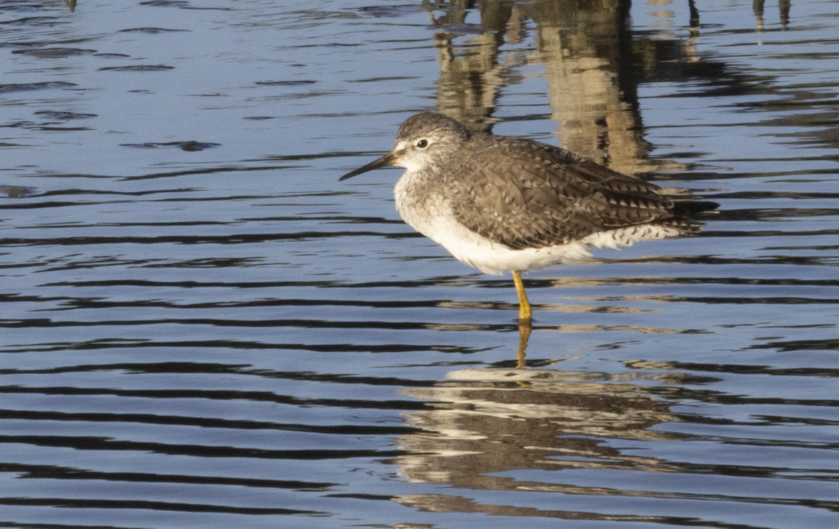 Greater Yellowlegs - ML614887196