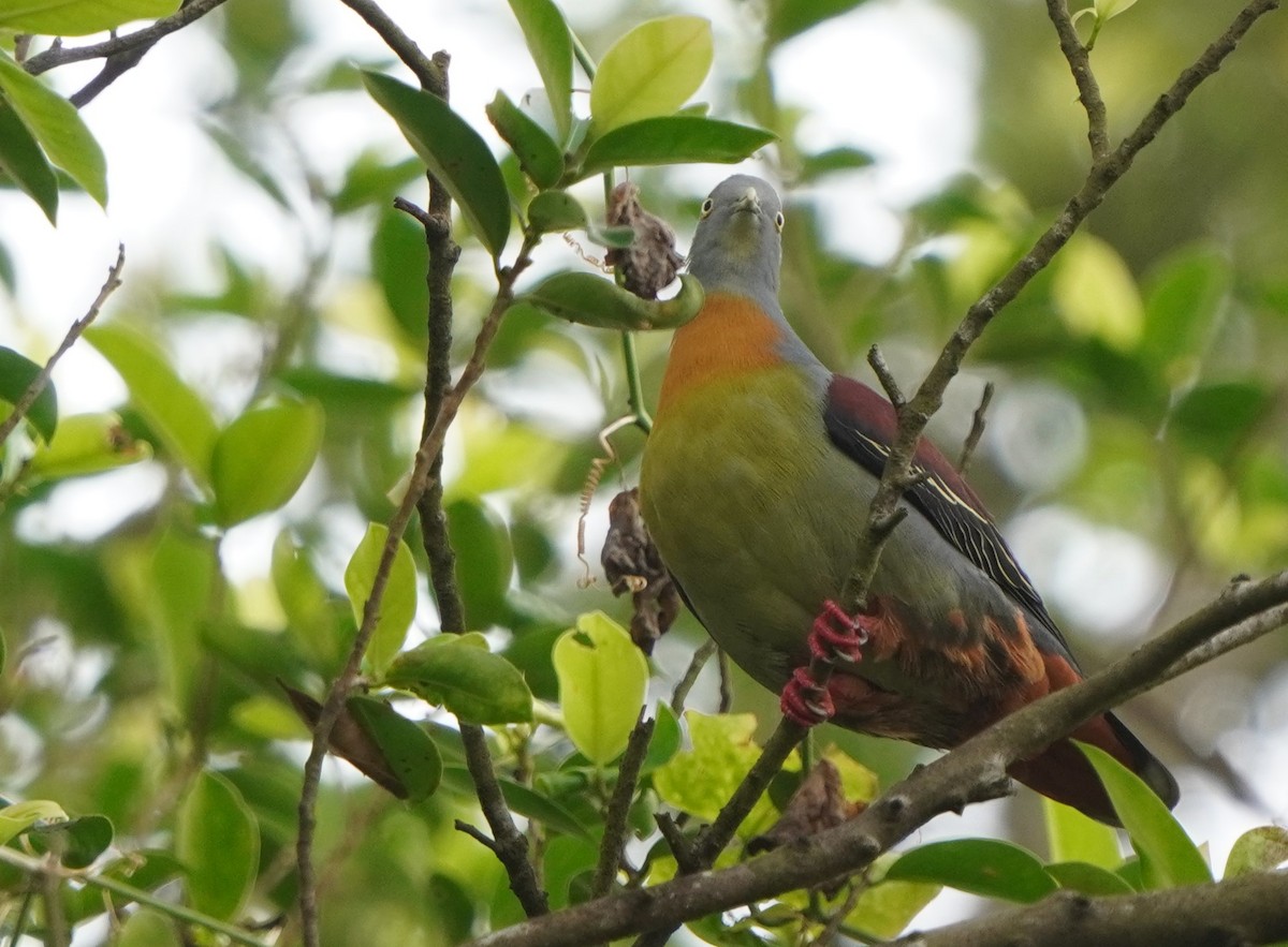 Little Green-Pigeon - ML614887201