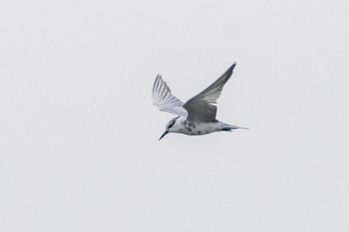 Whiskered Tern - ML614887212