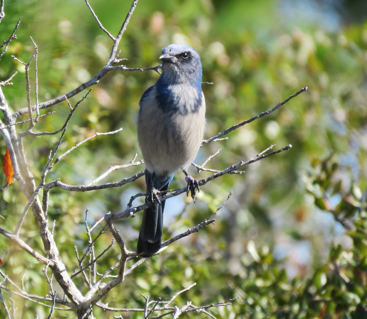 Florida Scrub-Jay - ML614887272