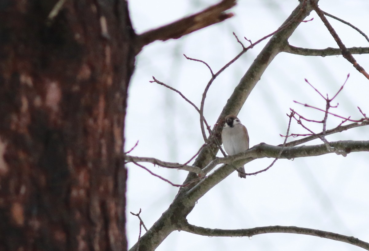 Eurasian Tree Sparrow - Mark Patry