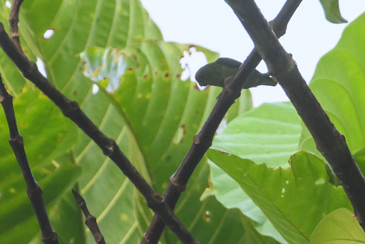 Yellow-capped Pygmy-Parrot - Stephen Davies