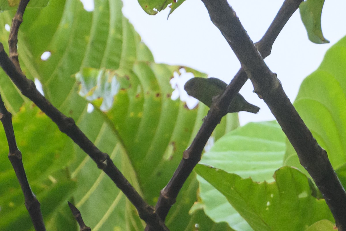 Yellow-capped Pygmy-Parrot - Stephen Davies