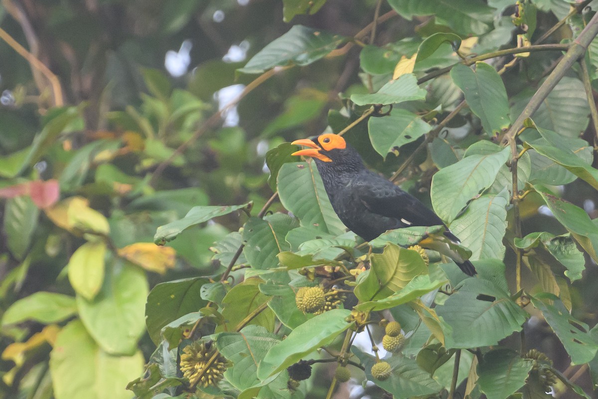 Yellow-faced Myna - ML614887287