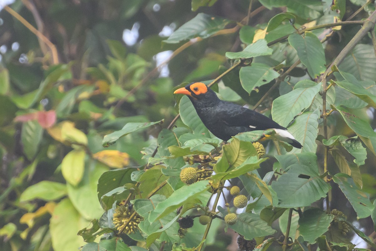 Miná Carigualdo - ML614887291