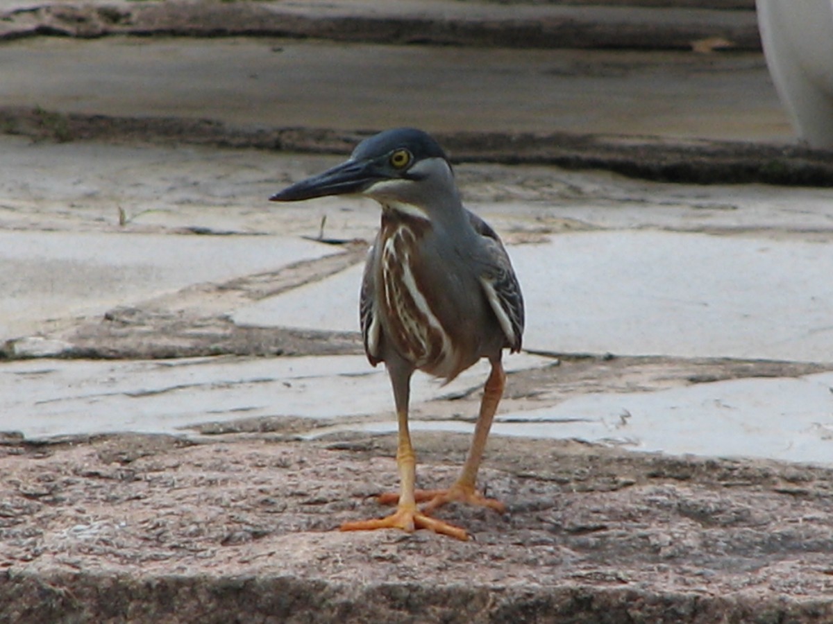 Striated Heron - ML614887326