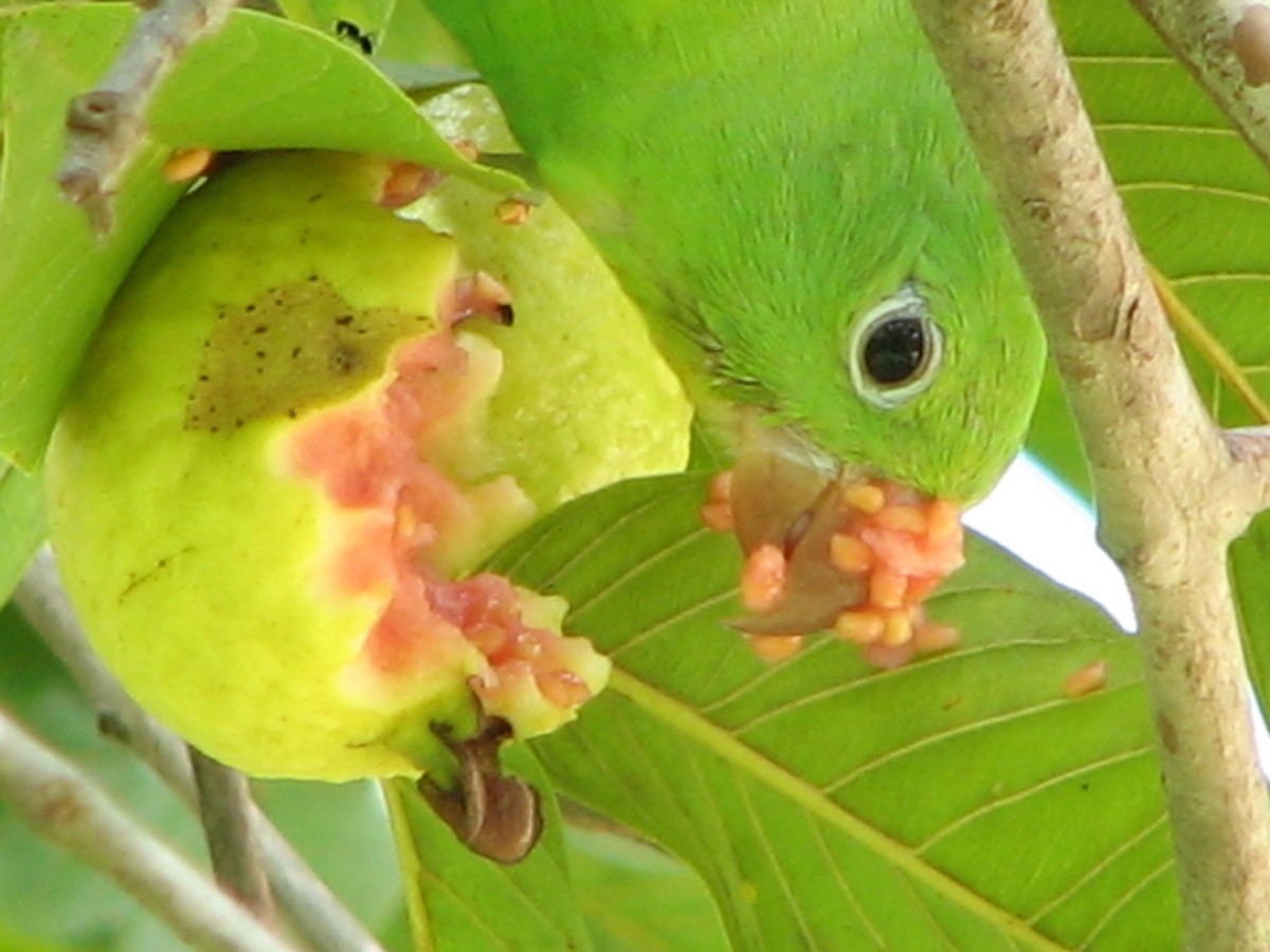 Yellow-chevroned Parakeet - ML614887340