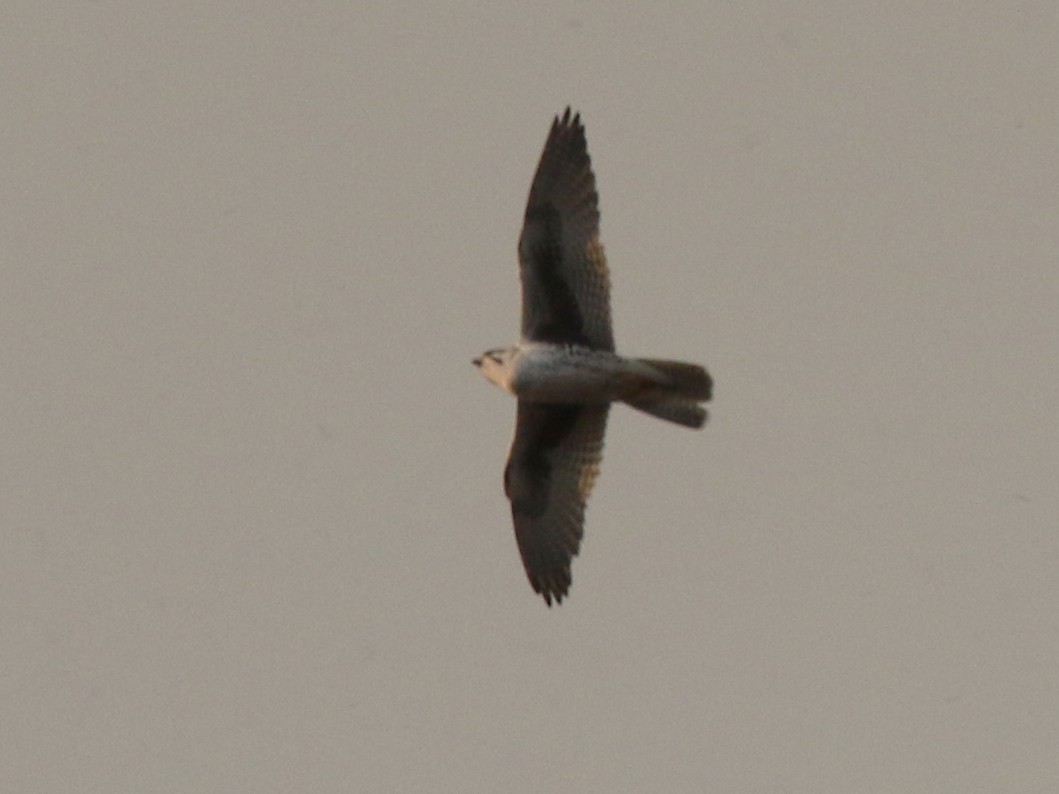 Prairie Falcon - ML614887345