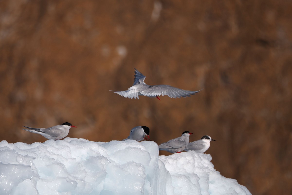 Antarctic Tern - steve b