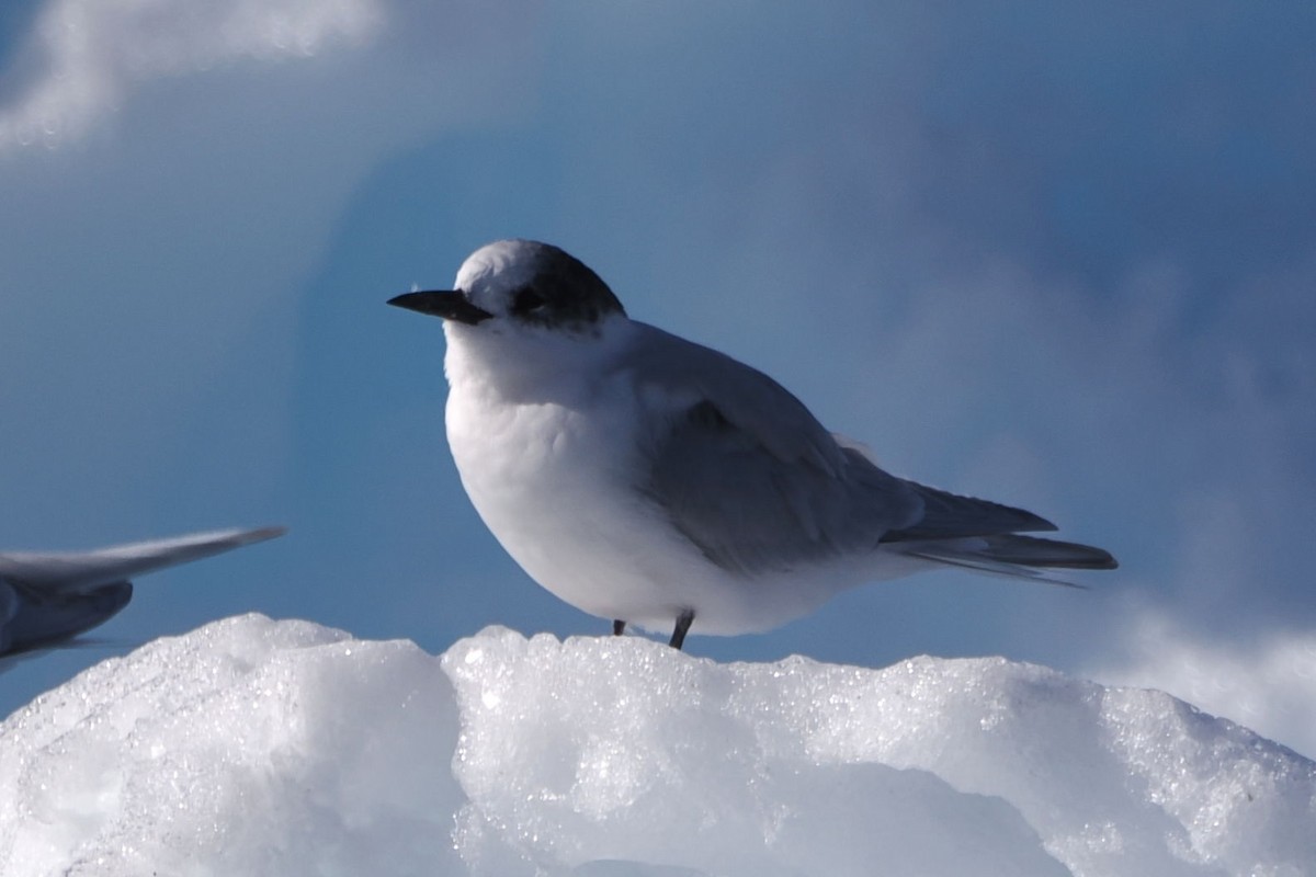 Arctic/Antarctic Tern - ML614887412