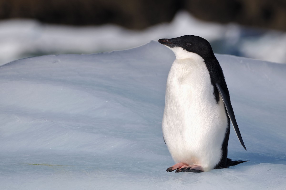 Adelie Penguin - steve b