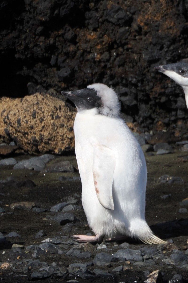 Adelie Penguin - ML614887424