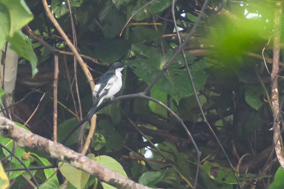 Black-browed Triller - Stephen Davies