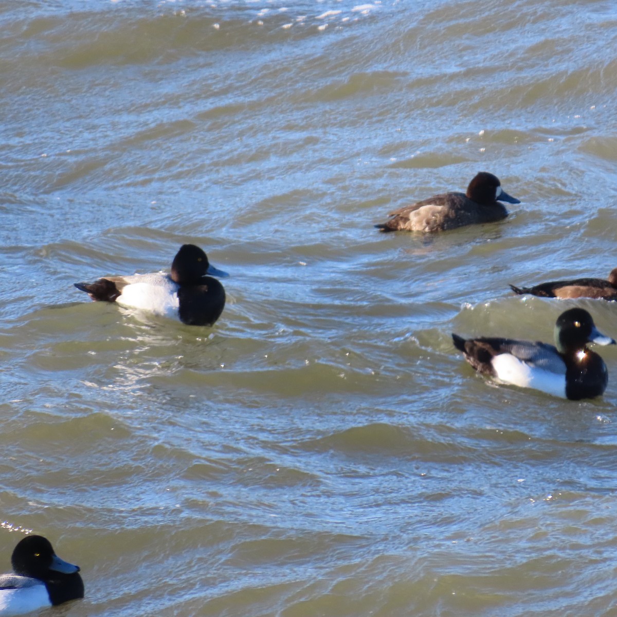 Lesser Scaup - ML614887438